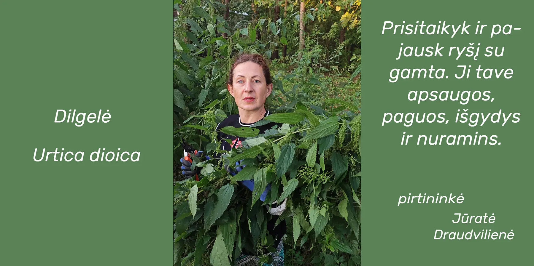 dilgelė pirtyje